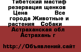 Тибетский мастиф резервация щенков › Цена ­ 100 000 - Все города Животные и растения » Собаки   . Астраханская обл.,Астрахань г.